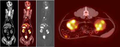 Case Report: Use of PET/CT to Guide Treatment in a Cat With Presentation Consistent With Hodgkin's-Like Lymphoma